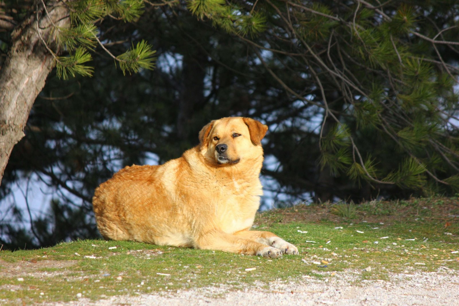 Can Vestibular Disease Kill a Dog? Best 7 Expert Tips!