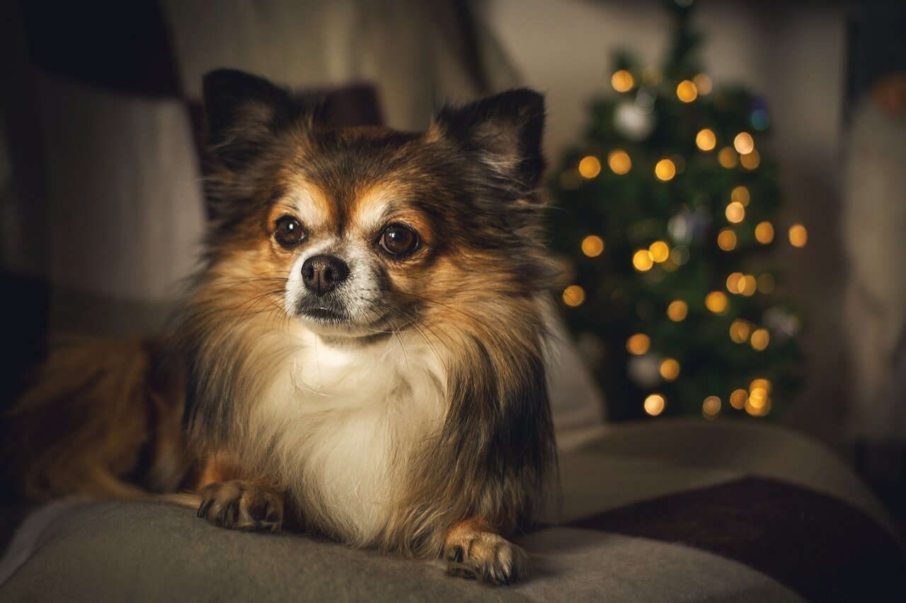 Why Is My Dog Shivering After a Bath? Best 7 Behavior Tips!