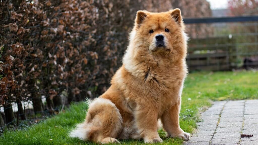 Exploring the Most Expensive Dog Breeds: Best 7 Expert Tips!