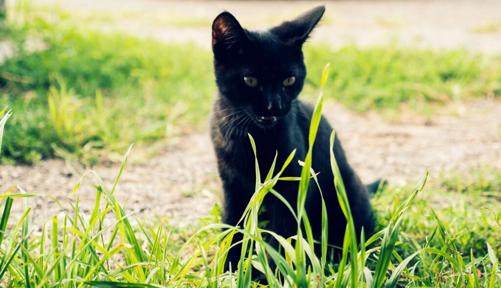 Can a Cat Overdose on Gabapentin? Best 7 Health Tips!