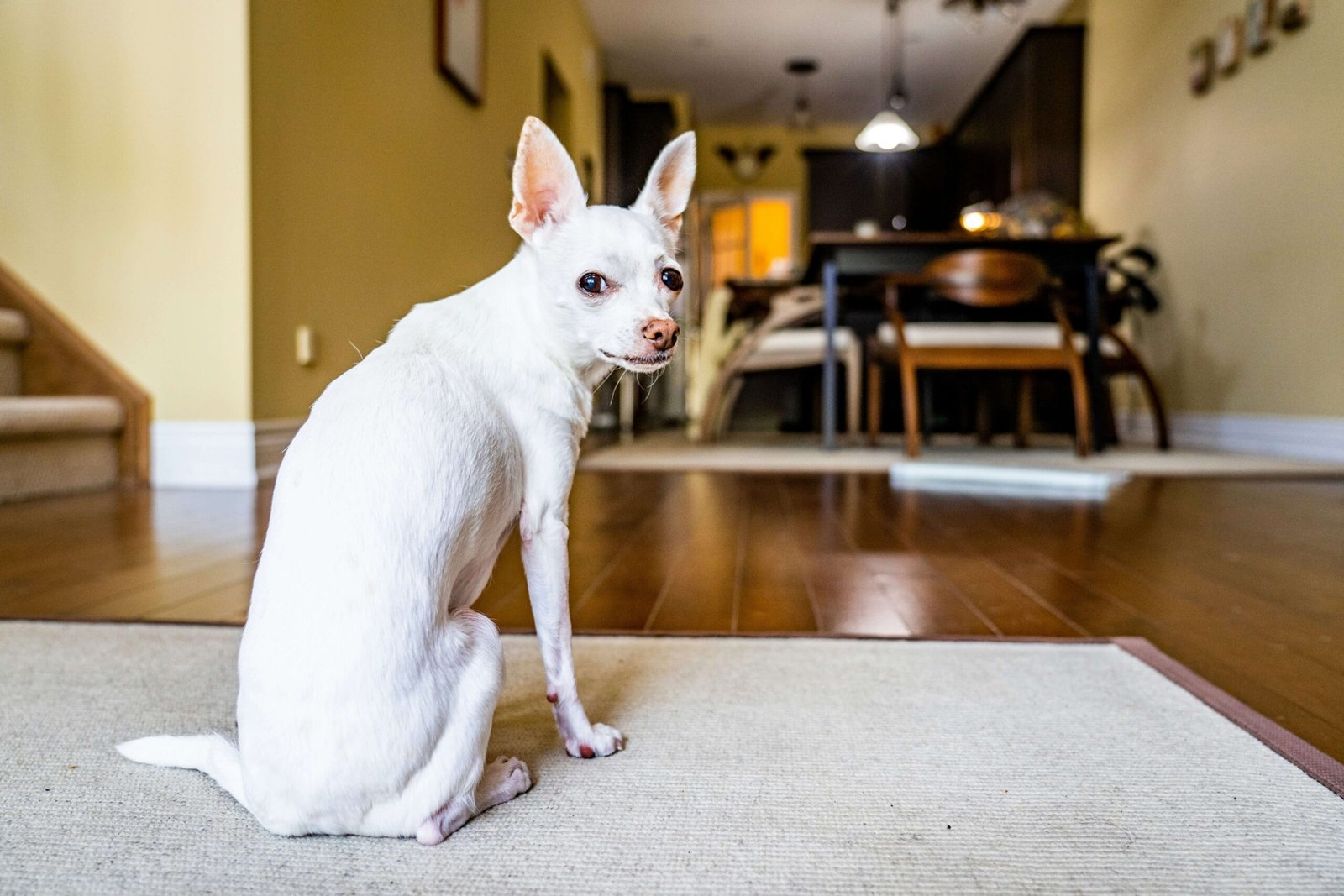 How Long Should I Wait to Feed My Dog After Deworming? Best 7 Tips