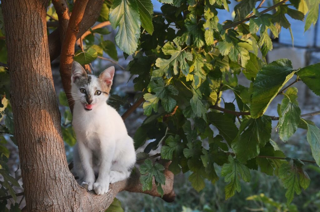 Understanding Cat Pregnancy Tests: Best 7 Expert Tips!