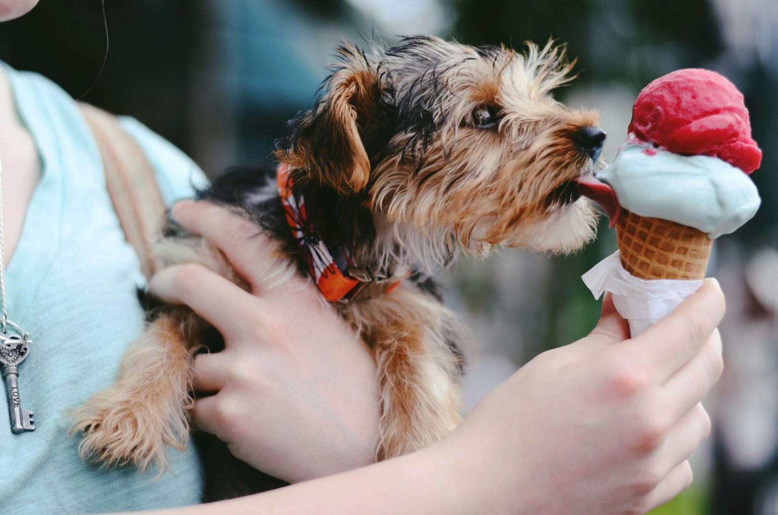 Is It Safe for Your Dog to Eat Ice Cream? Best 7 Tips!