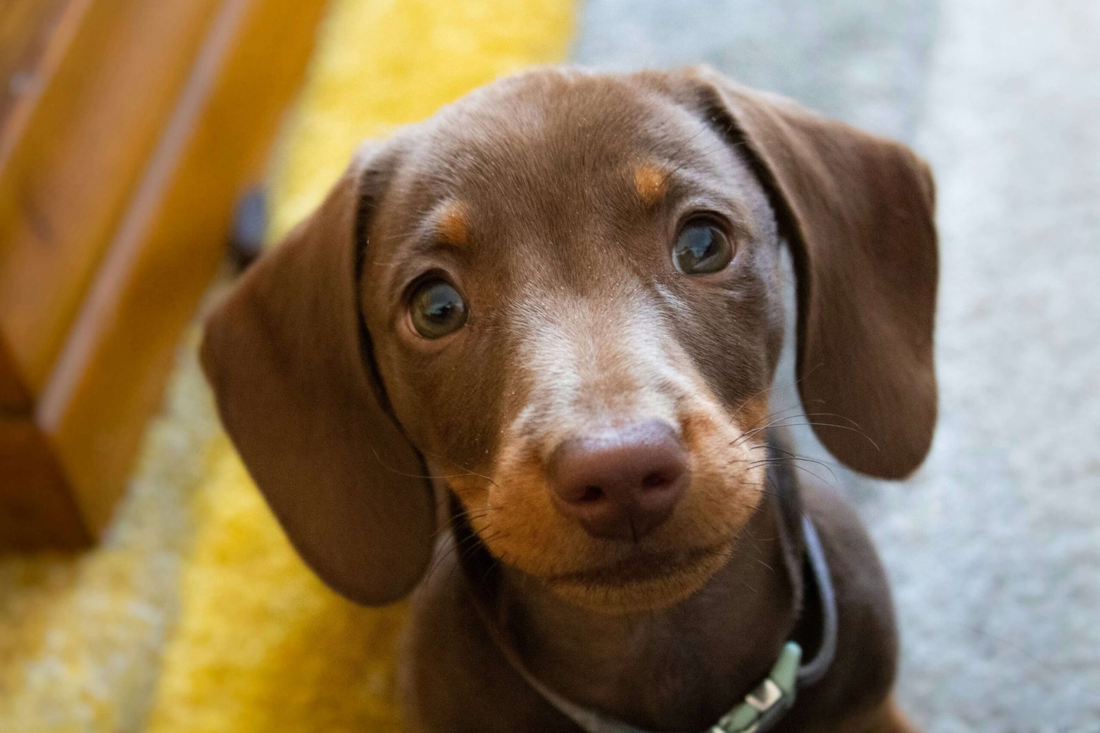 When Your Dog Scratches Their Eye: Best 7 Health Tips!
