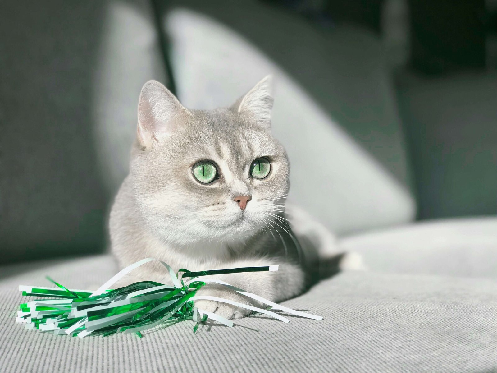 Can Cats Eat Cucumber? Best 7 Health Tips!