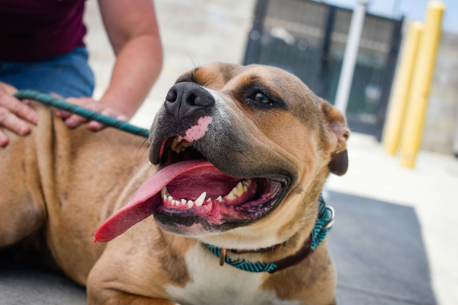 Pitbulls as Perfect Emotional Support Dogs: Best 7 Tips!