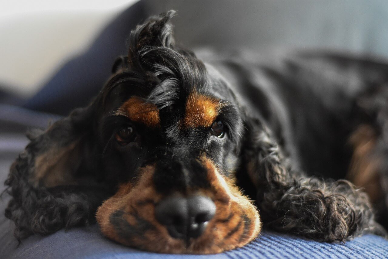 Why Does My Dog Lick the Air When I Pet Him? Best 7 Tips!