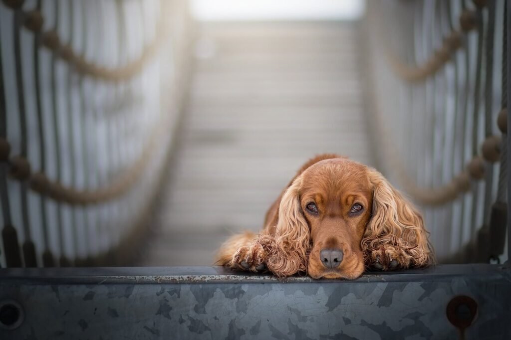 The Life Expectancy of a Three-Legged Dog: Best 7 Tips!
