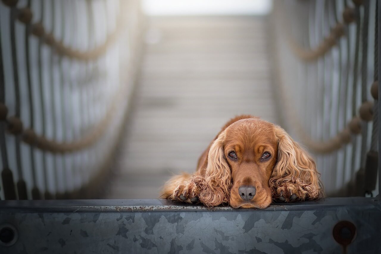 The Life Expectancy of a Three-Legged Dog: Best 7 Tips!