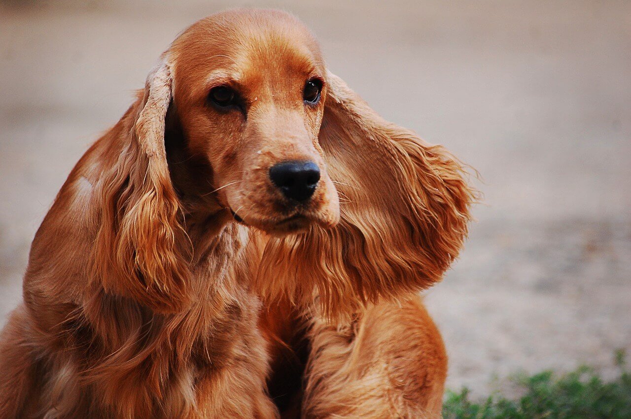 Does My Dog Have Mites? Best 7 Health Tips!
