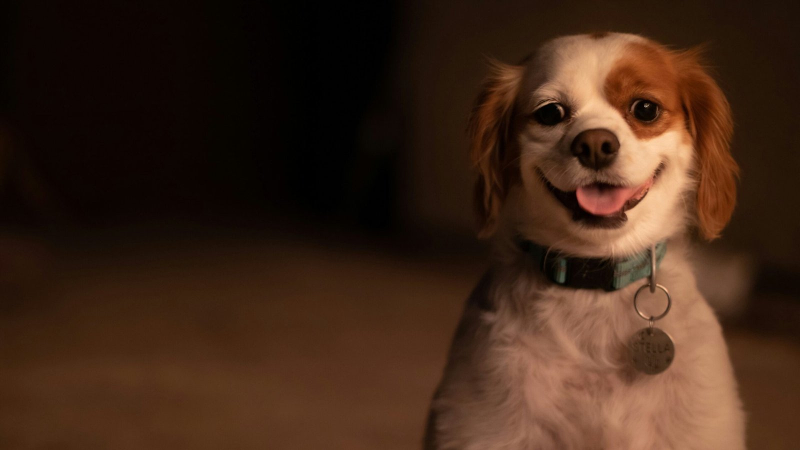 Why Does My Dog Lick My Legs When We Go to Bed? Best 7 Tips
