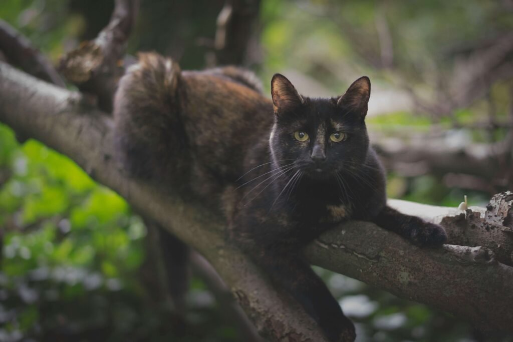 Understanding Horners Syndrome in Cats: Best 7 Health Tips!