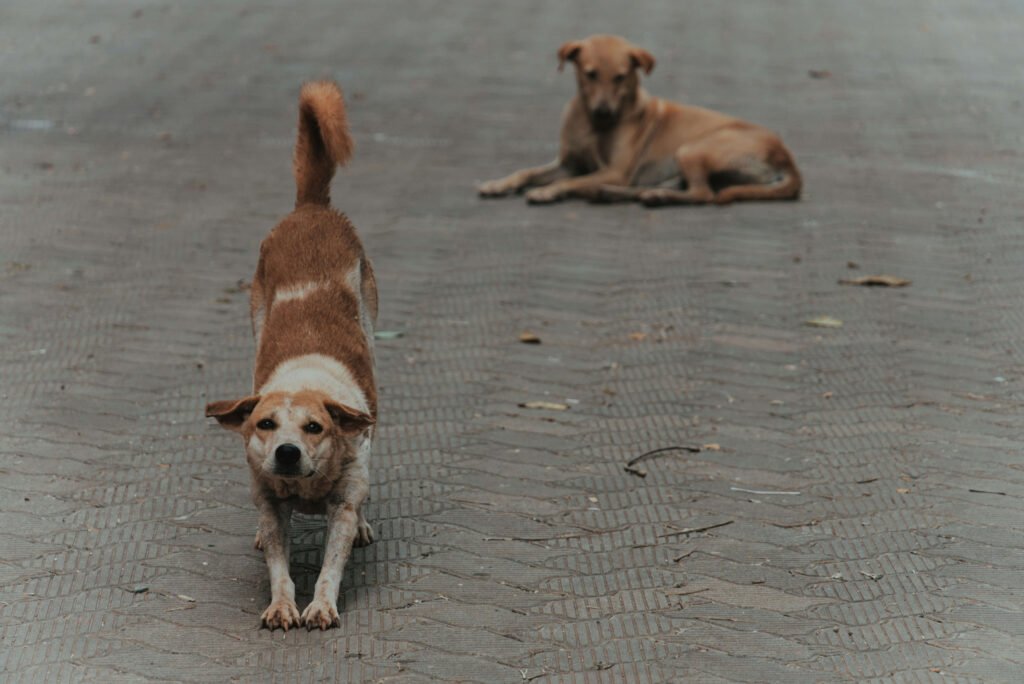 Why Does My Dog Keep Yawning and Stretching? Best 7 Tips!