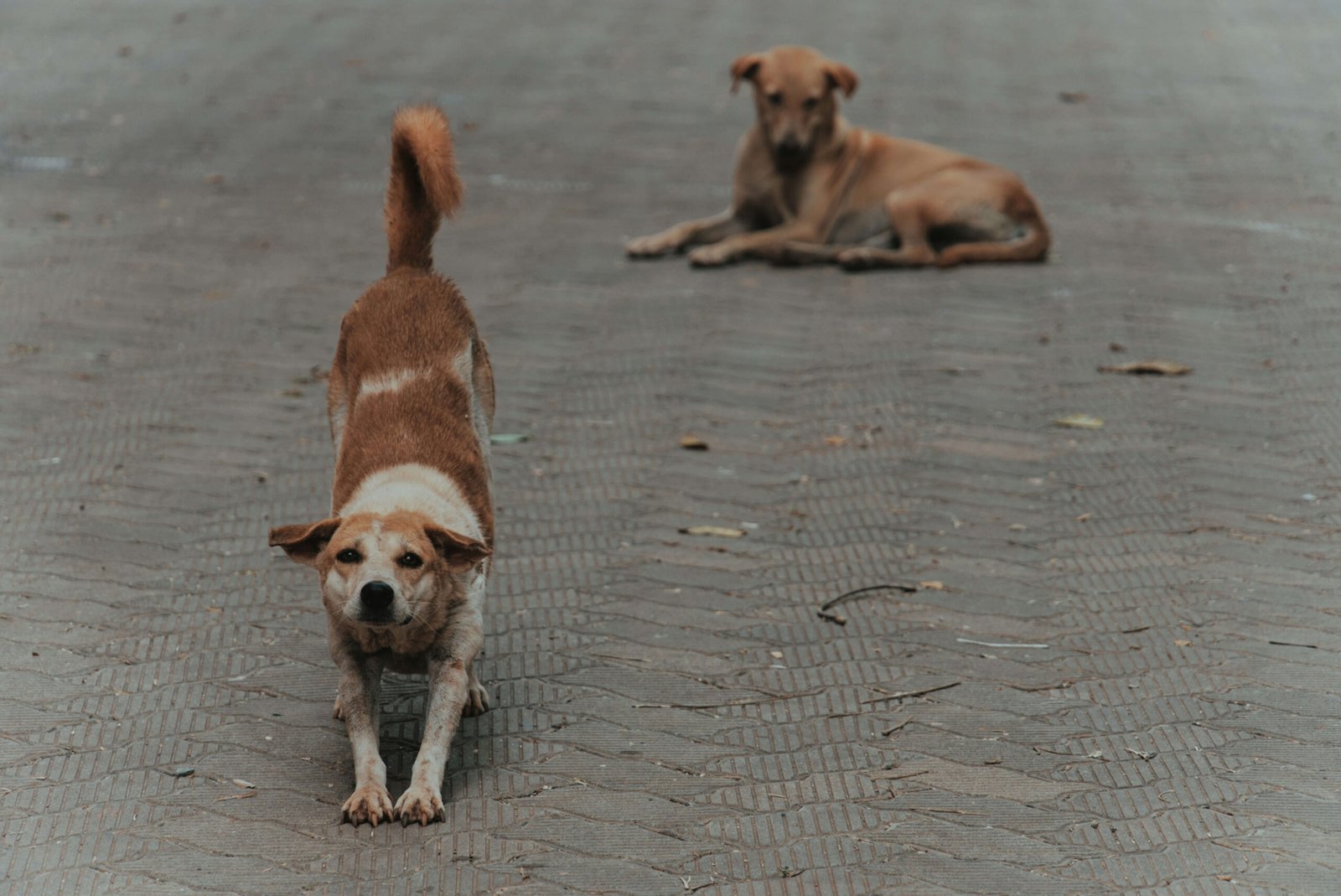 Why Does My Dog Keep Yawning and Stretching? Best 7 Tips!