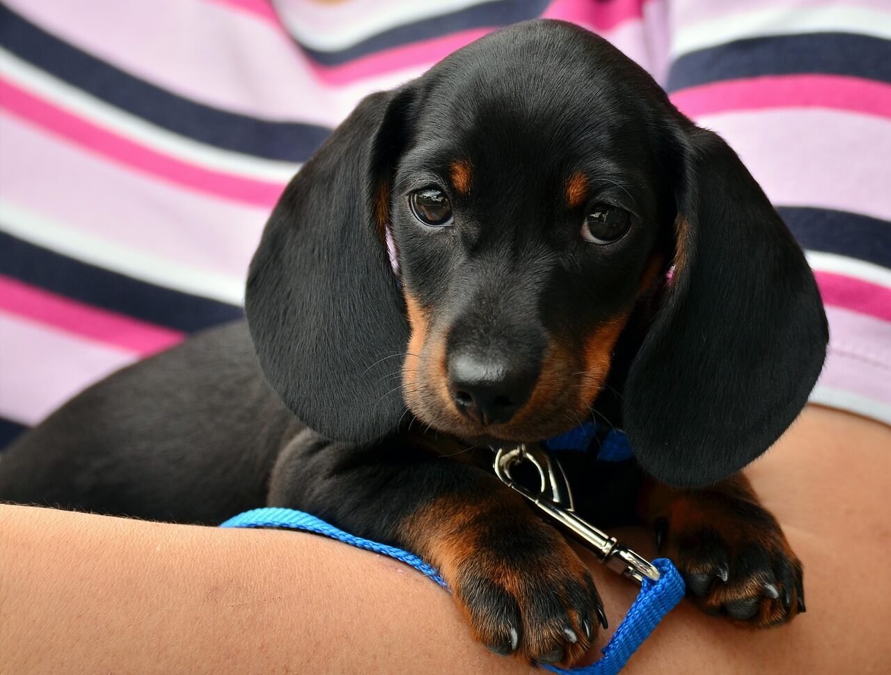 Why Is My Dog Biting at Their Butt? Best 7 Behavior Tips!