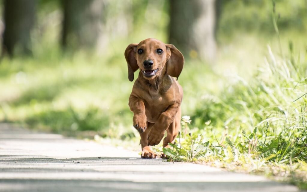Why Is My Dogs Poop Yellow? Best 7 Health Tips!