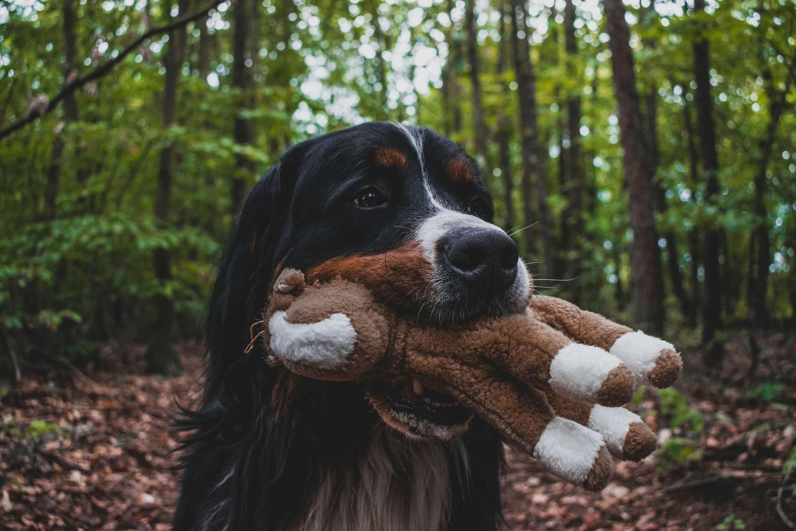 How to Stop My Dog from Chewing Stuff When Im Gone: Best 7 Tips