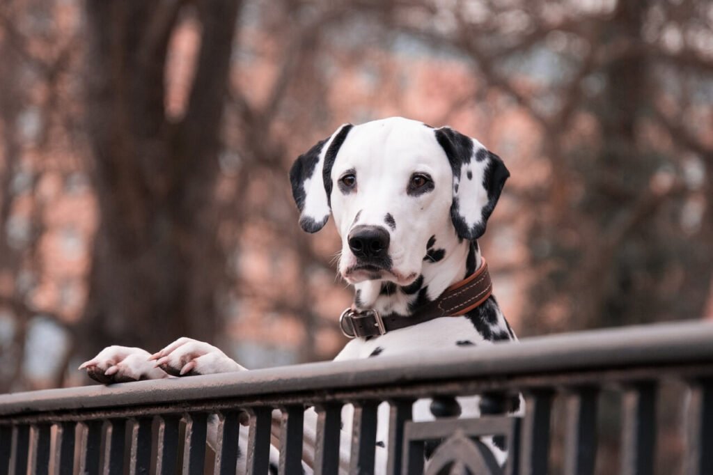 How Much Does a Dalmatian Dog Cost? Best 7 Expert Tips!