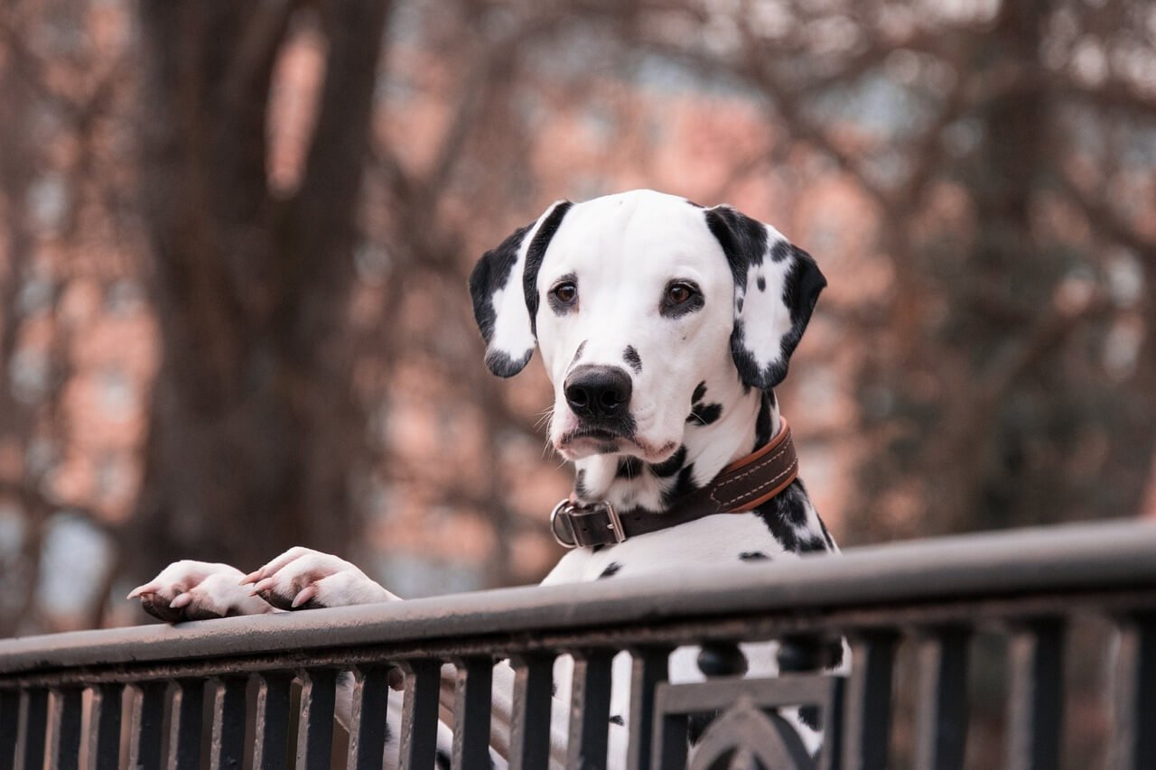 How Much Does a Dalmatian Dog Cost? Best 7 Expert Tips!