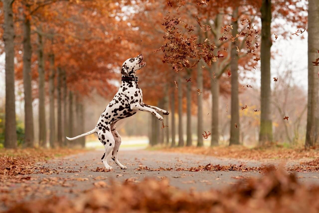 Why My Dog Ignores Dog Food but Eats Human Food: Best 7 Tips!