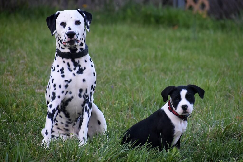 How Long After Eating Does a Dog Poop? Best 7 Expert Tips!