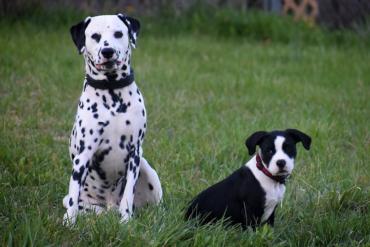 How Long After Eating Does a Dog Poop? Best 7 Expert Tips!