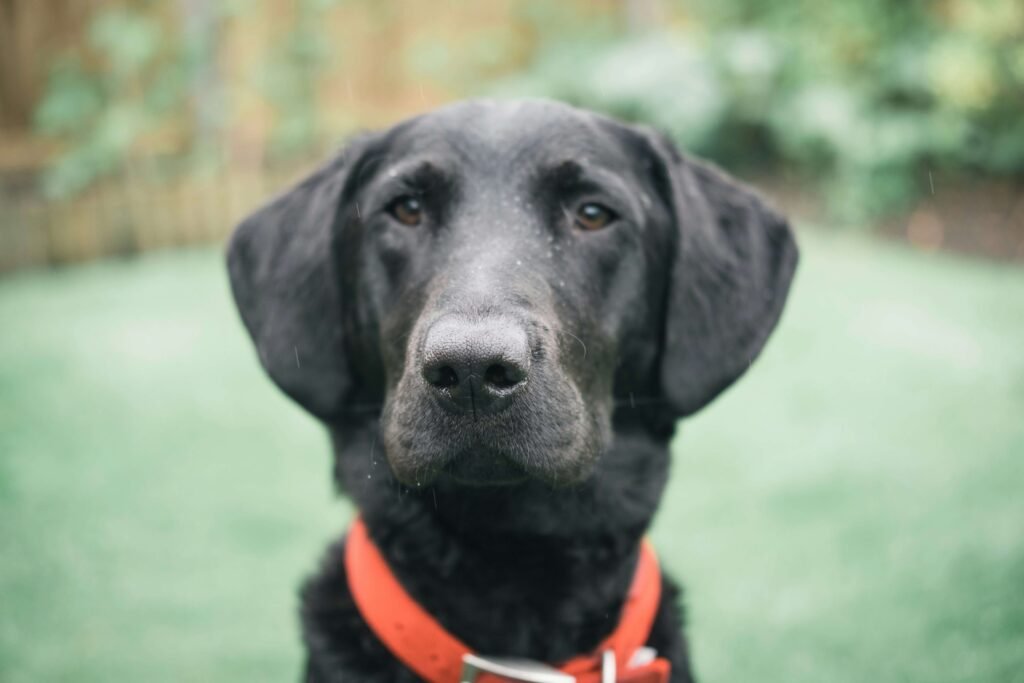 Rehoming an Aggressive Dog: Best 7 Expert Tips!