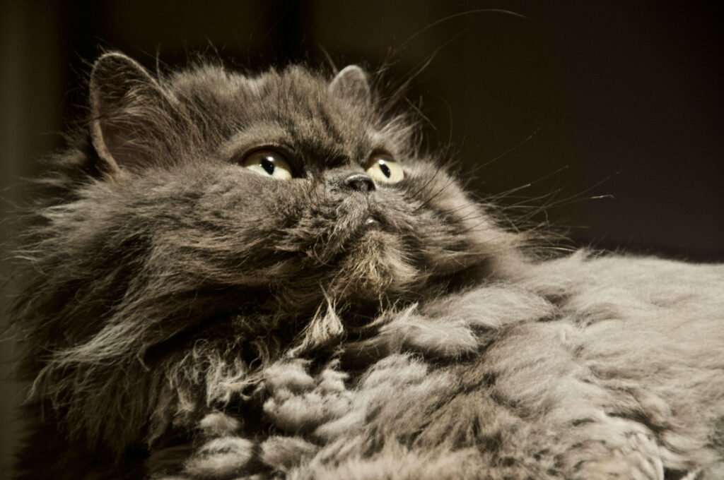 The Enchanting World of the Grey Persian Cat: Best 7 Tips!