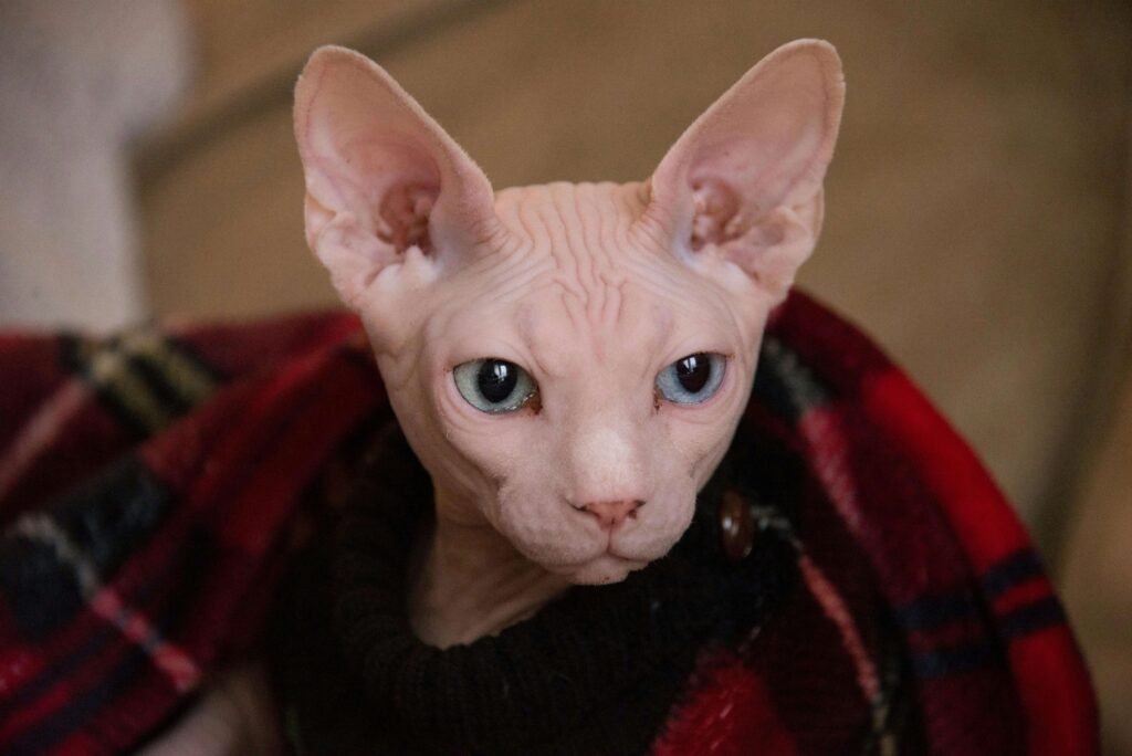 Sphynx Cat Behavior Problems: Best 7 Expert Tips!