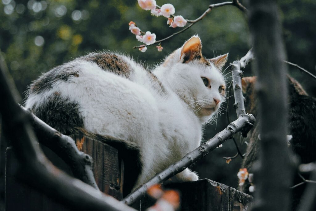 Japanese Munchkin Cats: Best 7 Expert Tips!