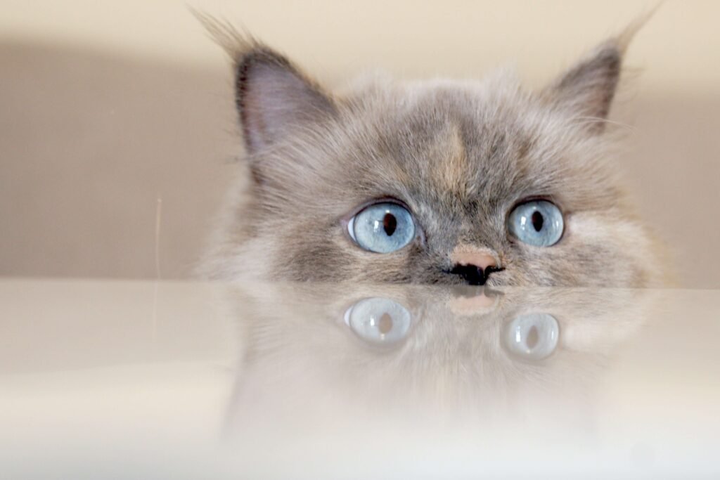 How to Play with a Cat Without Toys: Best 7 Expert Tips!