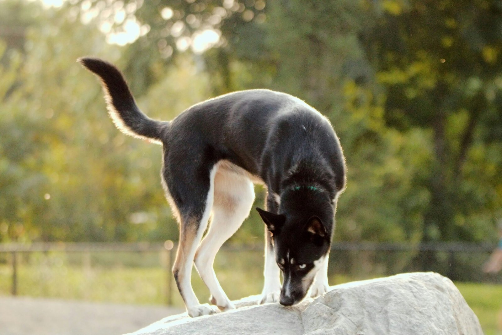 Dog Peeing Blood but Acting Normal: Best 7 Health Tips!