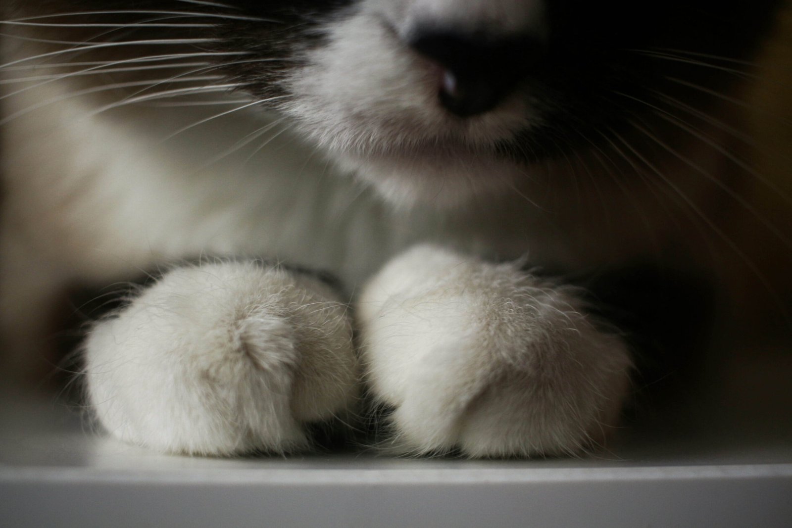 The Magic of Cat Paws: Best 7 Expert Tips!