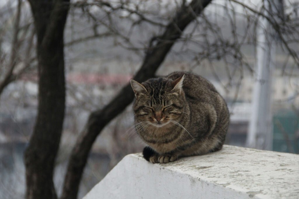 Why Wait 6 Months to Neuter a Cat? Best 7 Health Tips!