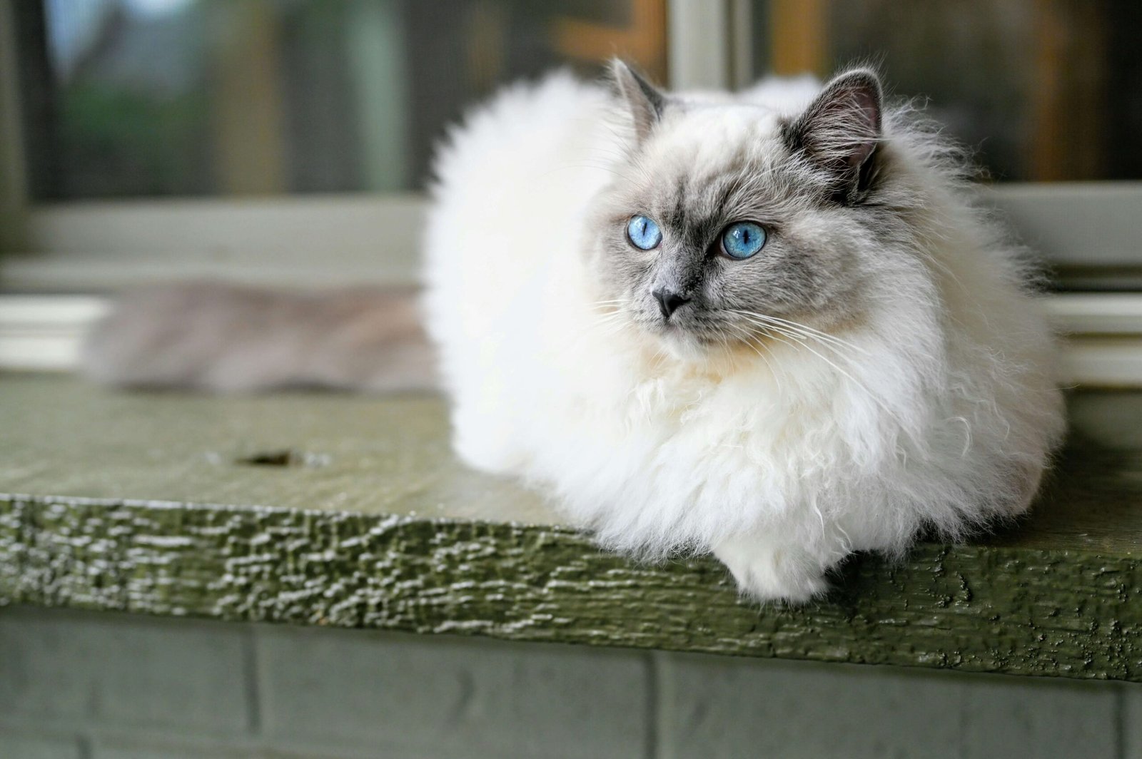 Blue Point Himalayan Cat: Best 7 Expert Tips!