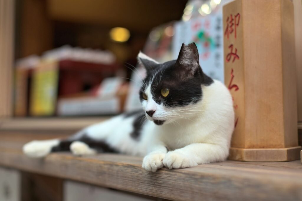 Why Does My Cat Shake His Tail? Best 7 Behavior Tips!