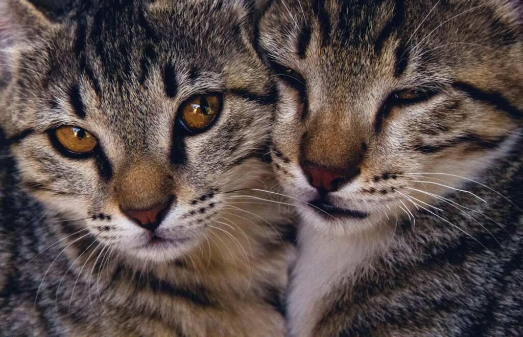 Cat Names from Movies: Best 7 Expert Tips!