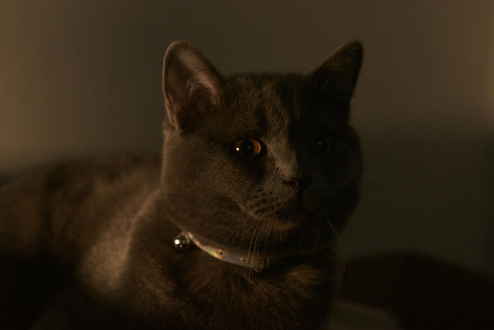 Scary Cat Names: Best 7 Expert Tips!