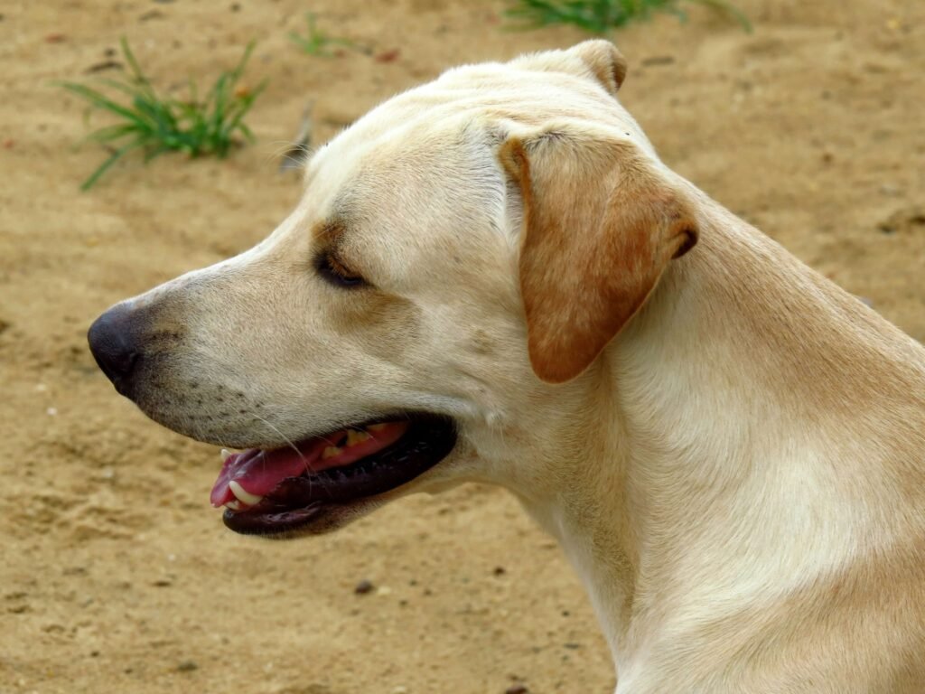 Discovering the Majestic Bankhar Dog: Best 7 Expert Tips!