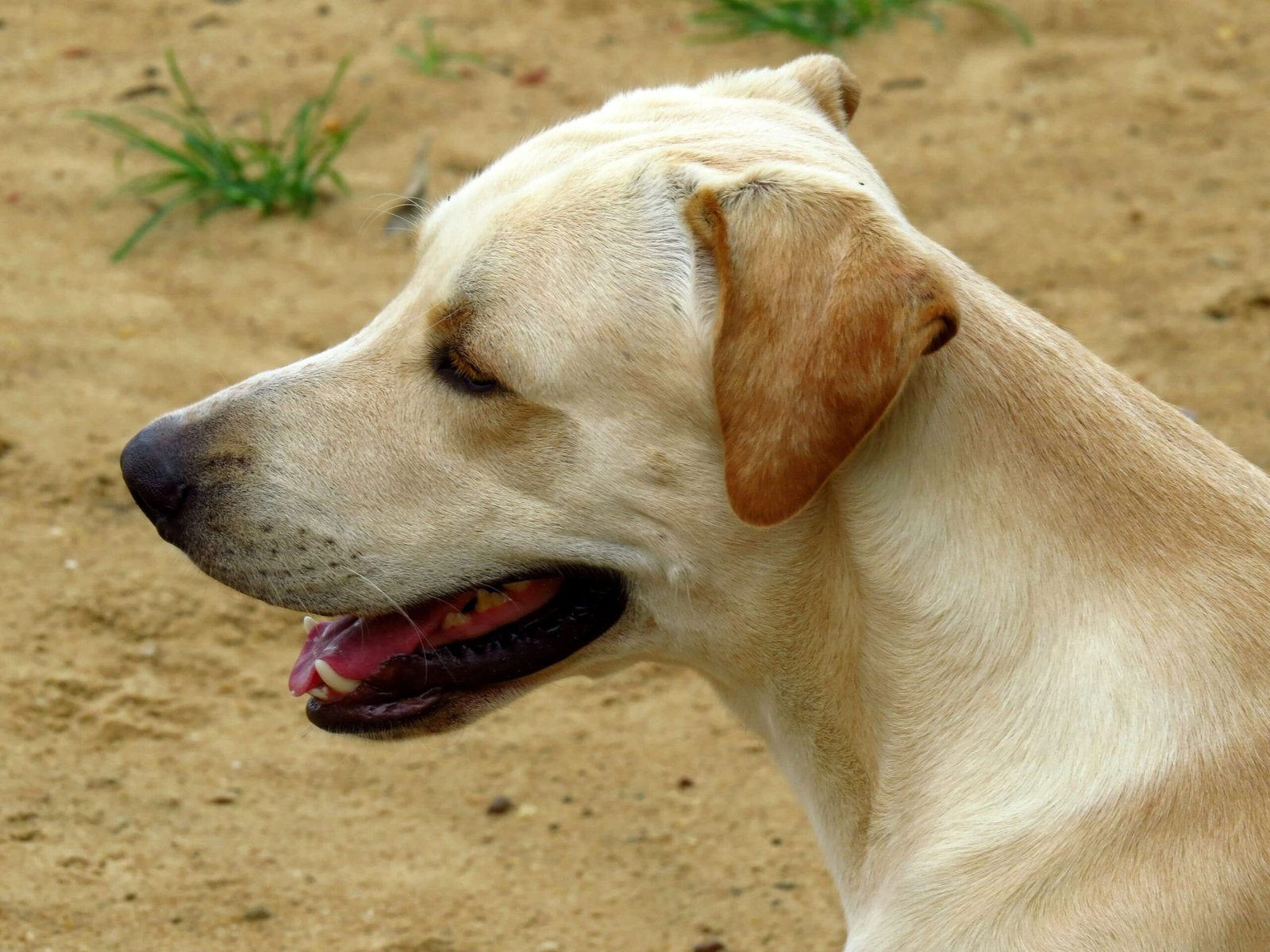 Discovering the Majestic Bankhar Dog: Best 7 Expert Tips!