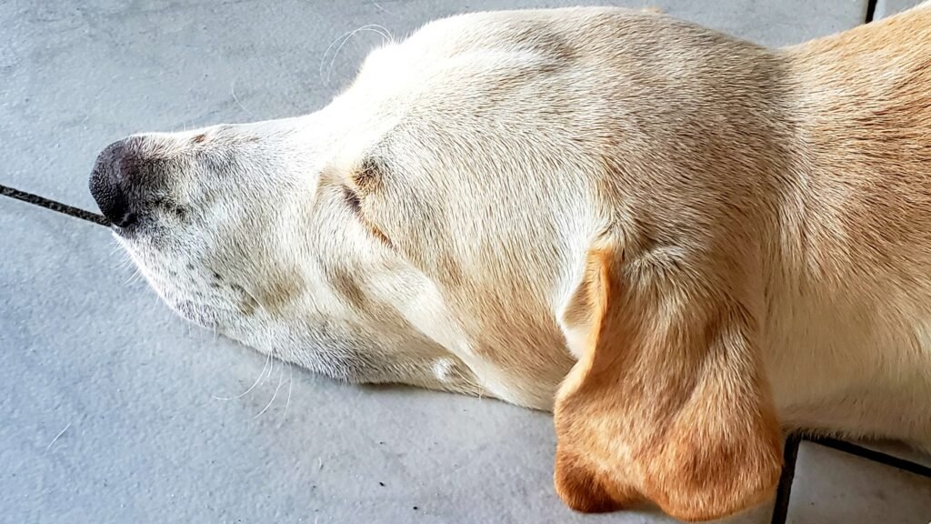 The Art of Dog Loafing: Best 7 Behavior Tips!