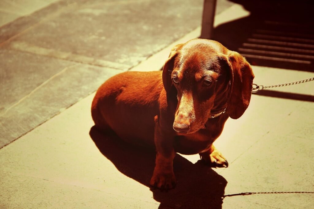 The Best Dog Food for Dachshunds: Best 7 Expert Tips!