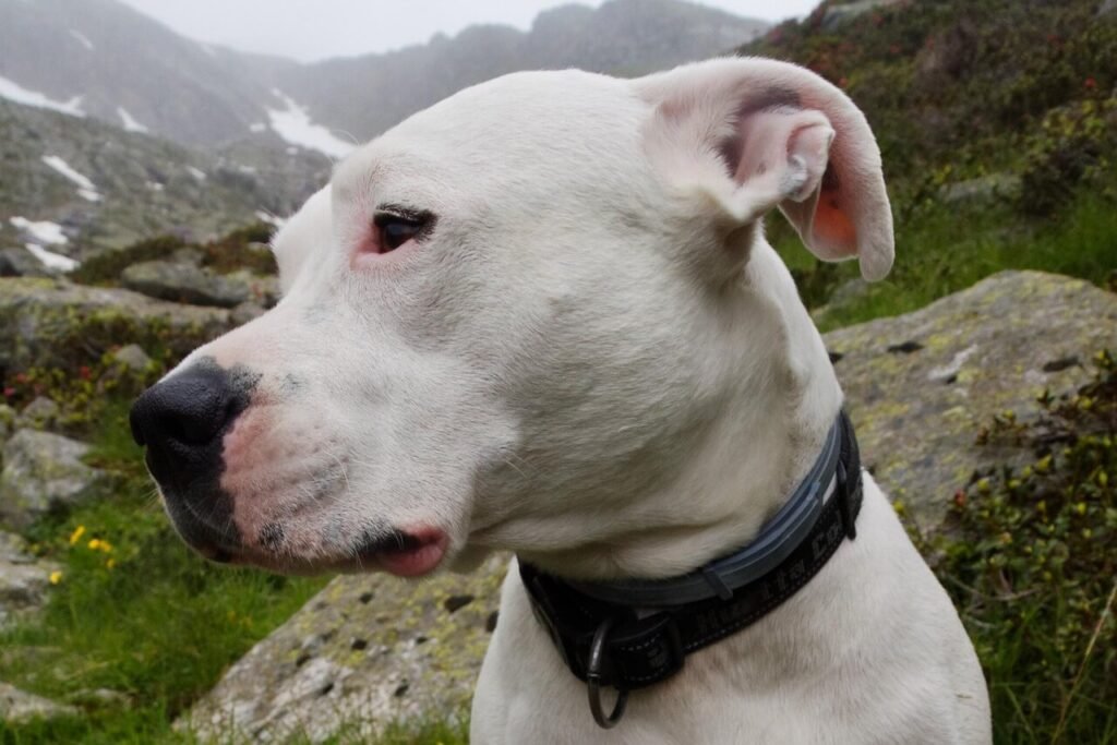 Understanding Dog Perineal Hernia: Best 7 Health Tips!