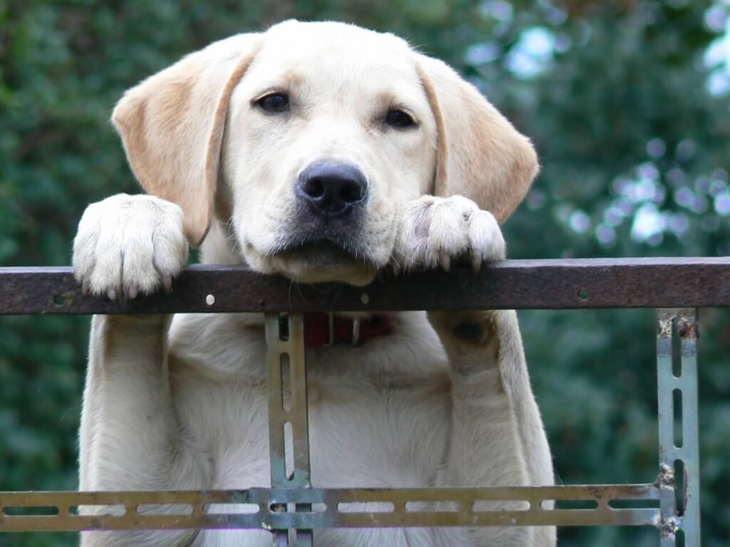 Why Does My Dog Lick His Lips When I Pet Him? Best 7 Tips!