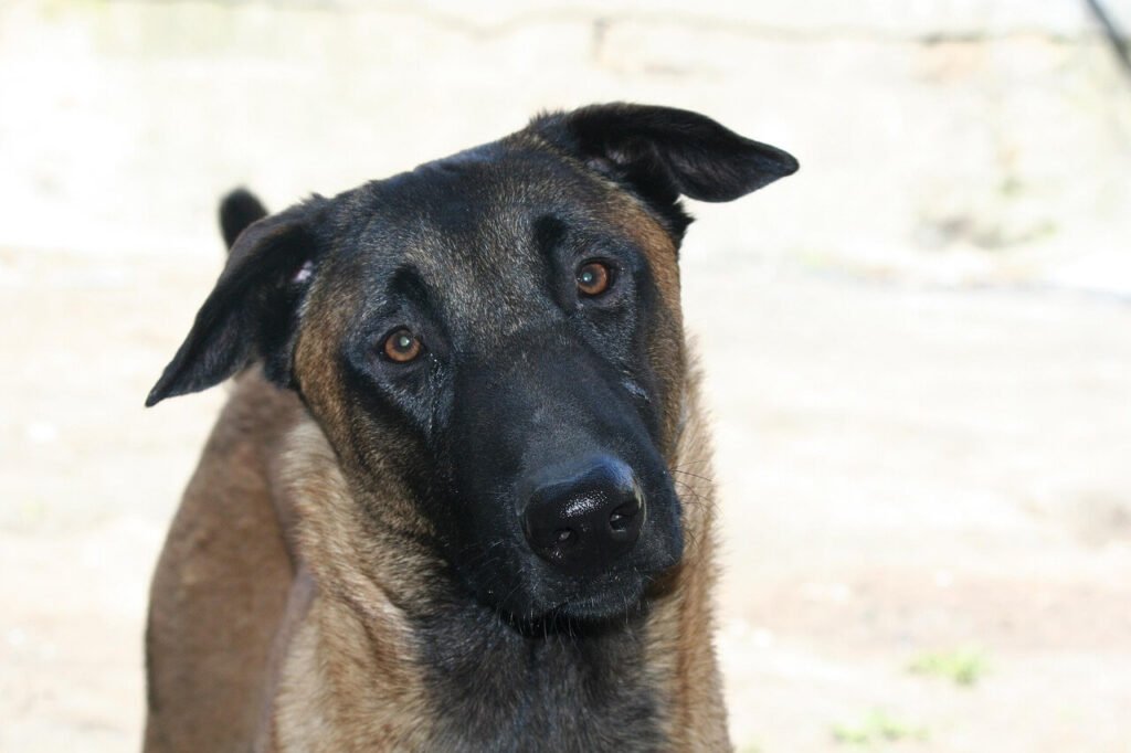 Dog Stitches Open but Not Bleeding? Best 7 Health Tips!