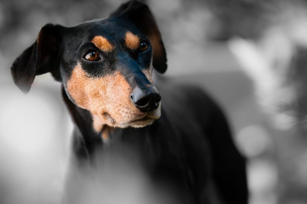 Can Dogs Eat Sausage? Best 7 Health Tips!