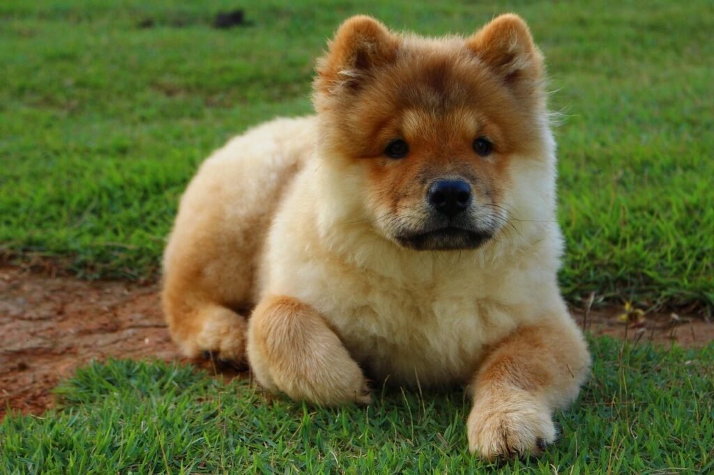The Challenge of Training Stubborn Dog Breeds: Best 7 Tips!
