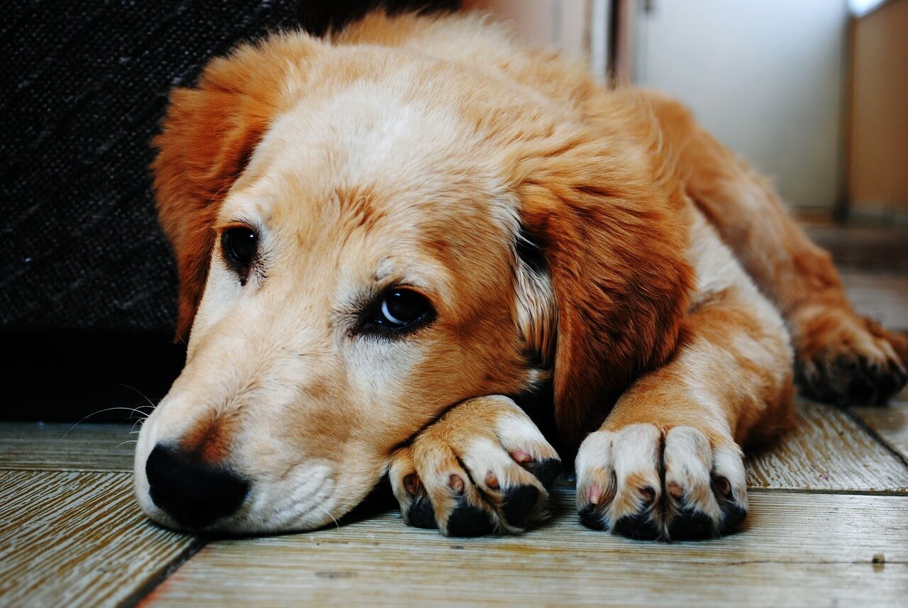 When Your Dog Steps on a Bee: Best 7 Expert Tips!