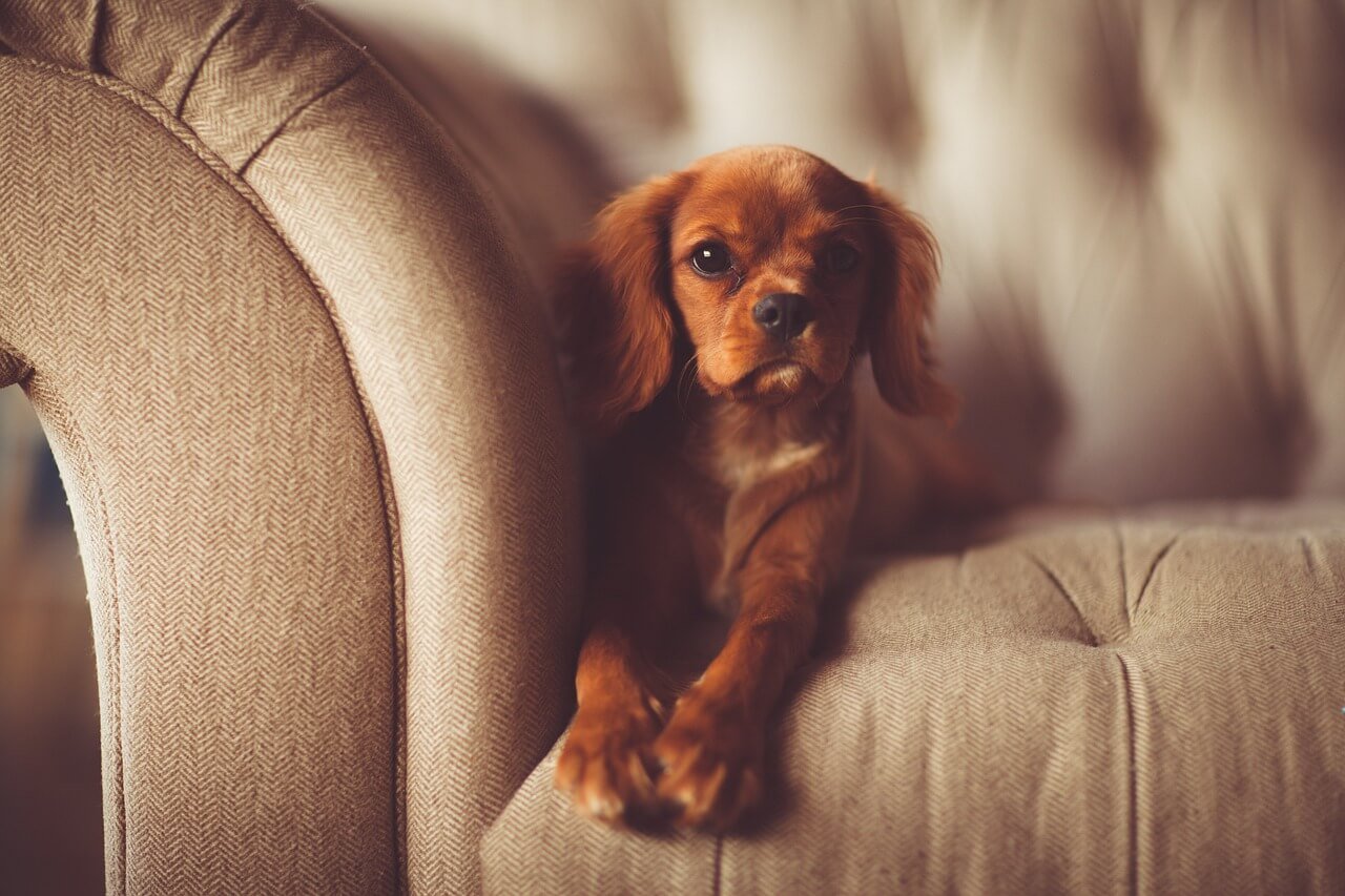 Why Does My Dog Bark When I Leave? Best 7 Expert Tips!