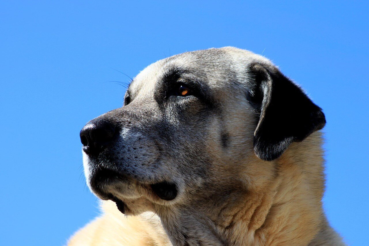 Kangal Dog Bite Force: Best 7 Expert Tips!